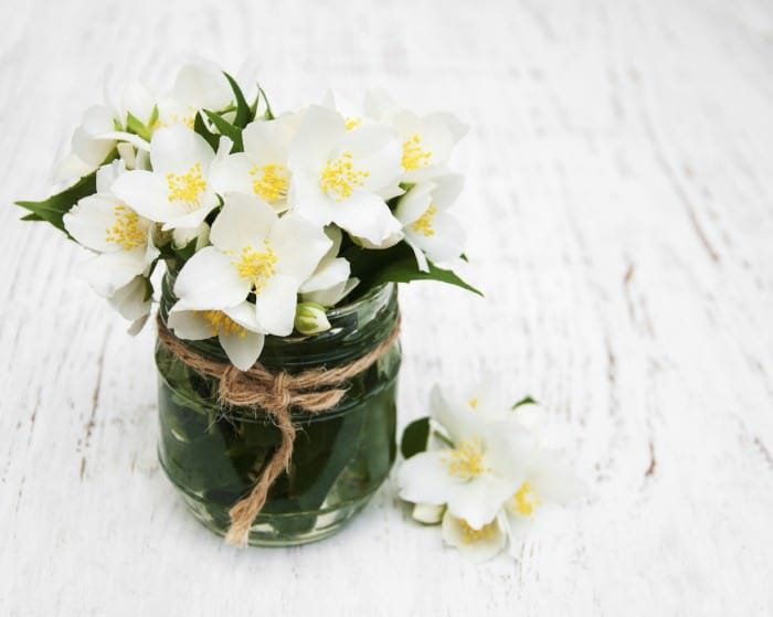 vase with jasmine flowers