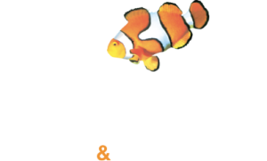 Coral Windows